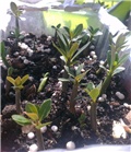 mix adenium